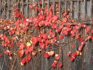 小ぶりの蔦が今 壁を伝って真っ赤に紅葉して美しいのですが 何 Yahoo 知恵袋