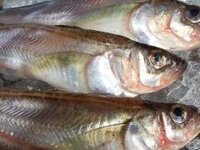 鰰って高級魚ですか 魚卵はありますか オススメの食べ方は何ですか 他に Yahoo 知恵袋