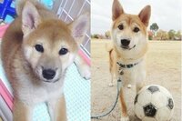 うちの柴犬です 皆様から見てきつね顔 たぬき顔どちらだと思いますか Yahoo 知恵袋