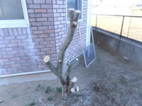 イロハモミジの苗が年間でどの位成長するのか教えて下さい 家の窓が道から丸 Yahoo 知恵袋