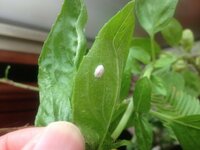バジルに小さい真っ白い虫が 最近バジルを買ってプランタで Yahoo 知恵袋