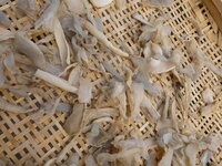 切り干し大根を作って干している途中でカビのようなもの 黒いシミ がたくさん Yahoo 知恵袋