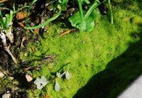 家庭菜園の土に緑色のコケみたいな物が出てきました 大丈夫でしょうか 分 Yahoo 知恵袋