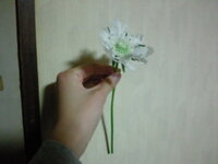 四十九日法要の際 祭壇周りに供える花は１つ ２つ 近々 実家にて実父 Yahoo 知恵袋