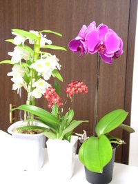 洋蘭が増え温室を購入または作ろうと思っています 洋蘭が Yahoo 知恵袋