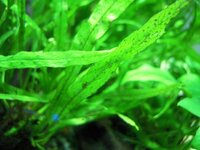 ミクロソリウムのシダ病について教えてください 画像の茶色い点々は Yahoo 知恵袋