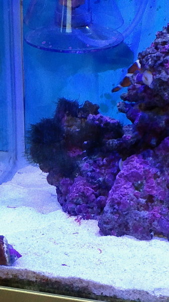 海水魚水槽のライブロックの1つが海藻に覆われてきました。この海
