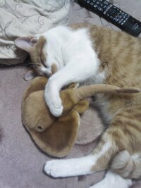 うちの猫は５ヶ月くらいで体重が4キロなんですが太りすぎなんです Yahoo 知恵袋
