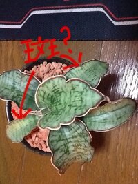 観葉植物の成長速度について質問ですが 初めて観葉植物を購入しようと Yahoo 知恵袋