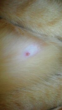 飼い猫の乳首が赤くなっています

腫れてる様子もなく、ただやけに真っ赤で
血がにじんでいる感じです(でも血は出てません)


どんな理由が考えら れますか？
緊急性はありますか？
(猫は女の子、避妊済み、９ヶ月です)



