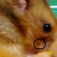 オスのゴールデンハムスターを飼っているんですが 右の口の横に赤 Yahoo 知恵袋
