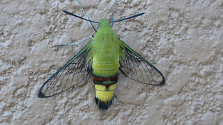 この蛾は何と言う蛾なのですか 名前が知りたいです 知って居る方 Yahoo 知恵袋