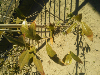 金木犀 病気でしょうか 昨年5月に植えた金木犀の葉が薄い黄緑色 Yahoo 知恵袋