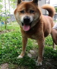 ペットの安楽死について 愛猫が 肥大型心筋症 という病を発症しました Yahoo 知恵袋