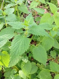 シソみたいな葉っぱのこの植物のなまえを教えてください 花は赤いツブツ Yahoo 知恵袋