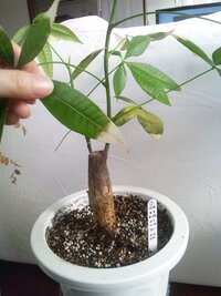 観葉植物のパキラですが葉っぱが先のほうが画像のように薄い茶色になっています こ Yahoo 知恵袋