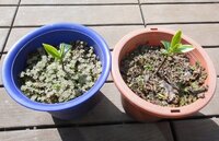 沈丁花の挿し木の植え替え 去年 斑入りの沈丁花の挿し木に挑戦しました Yahoo 知恵袋