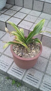 この観葉植物の名前分かりますか 最初 サンスベリアかなと思った Yahoo 知恵袋