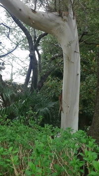 この樹木はなんの木ですか 木肌の色が白に近い緑色で すべすべして見えまし Yahoo 知恵袋