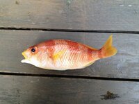 この魚なんですか タイラバの外道で釣れました食べられます Yahoo 知恵袋