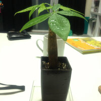 昨日パキラの苗木を買いました パキラの植え替えをしようと思って Yahoo 知恵袋