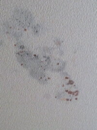 車の天井に茶色っぽいシミが多数着くのは何故ですか について教えてく Yahoo 知恵袋