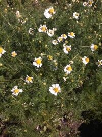 街路樹に白い花が咲く木が植えられました どなたか樹木名を教えてください こ Yahoo 知恵袋