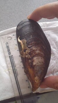 イガイとムール貝の見分け方 以前潮溜まりでイガイをとって食べ Yahoo 知恵袋