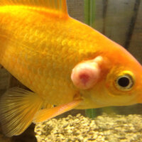 飼ってる金魚に 大きな腫瘍のようなものができてしまいました 何 Yahoo 知恵袋