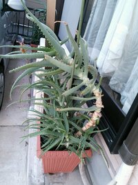 アロエについて お聞きします 写真の通り成長しすぎて 倒れそう Yahoo 知恵袋