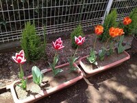 チューリップの球根を袋入りで10個くらい植えました プランター２つと花壇 Yahoo 知恵袋