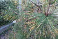 松にカビ のような物がこびりついています 病気でしょうか Yahoo 知恵袋