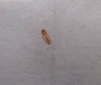 この虫何かわかりますか 画像の虫が頭についていました 体長２m Yahoo 知恵袋