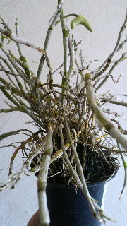 セッコクの植え替え 全くの素人です 見よう見まねで 初めて Yahoo 知恵袋