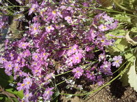 花の名前を教えて下さい 春の花 花びらはハート型でたくさん花が Yahoo 知恵袋