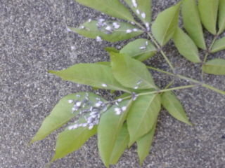 0以上 植木 白い 虫 植木 虫 白い