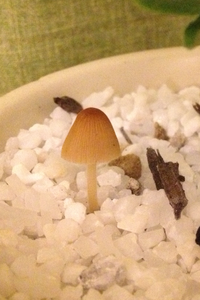 アキクサインコブリーダーを教えて下さい こちらです Ht Yahoo 知恵袋