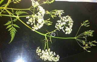 Yahoo!知恵袋河川敷に生えていた植物の名前を教えてほしいです
岐阜の河川敷(上流)に生えていたものです
背丈は1m位で半径1m位の株ごとで群生していました
宜しくお願いします