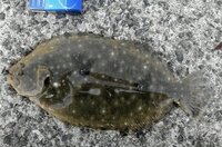 魚の種類を教えて下さい カレイかヒラメの稚魚だと思うのですが Yahoo 知恵袋