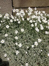 Jozpictsipwp8 最高のコレクション グランドカバー 白い花 種類 グランドカバー 白い花 種類