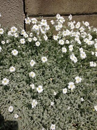 この植物の名前を教えてください グランドカバー 白い花 Yahoo 知恵袋