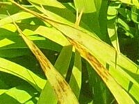 水稲苗の病気で質問させて頂きます 水稲苗の葉先に茶色い斑点が出来たのです Yahoo 知恵袋