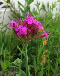 花水木 やまぼうしを植栽して8年になりますが 毎年花芽が少ないのですが Yahoo 知恵袋