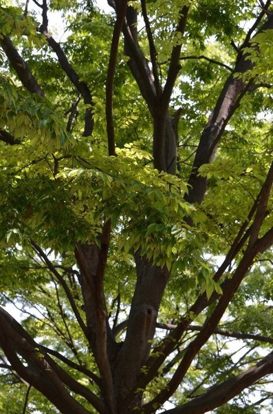 樹木の名前を勉強中です。ケヤキとエノキの見分け方が分からなくて困っ 