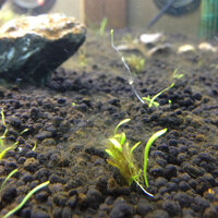 水草水槽の苔に悩んでいます 二日ほど家を空けたのですが モヤのような苔が Yahoo 知恵袋