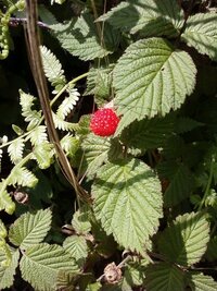 野いちごが近所に自生していたのですが この実を植えると育つのでしょうか Yahoo 知恵袋