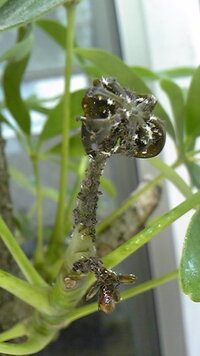 ゴムの木に発生した虫について リビングに置いているゴムの木の土の Yahoo 知恵袋