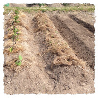 笹で覆われた畑について もう５０年くらいほったらかしの畑があります 一面に Yahoo 知恵袋