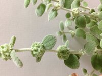 ふわふわ葉っぱのこの植物の名前と育て方を教えてください 特徴は Yahoo 知恵袋