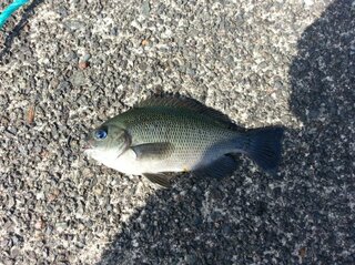 この魚なんてゆう魚ですか グレ メジナ の幼魚通称コッパグレ Yahoo 知恵袋